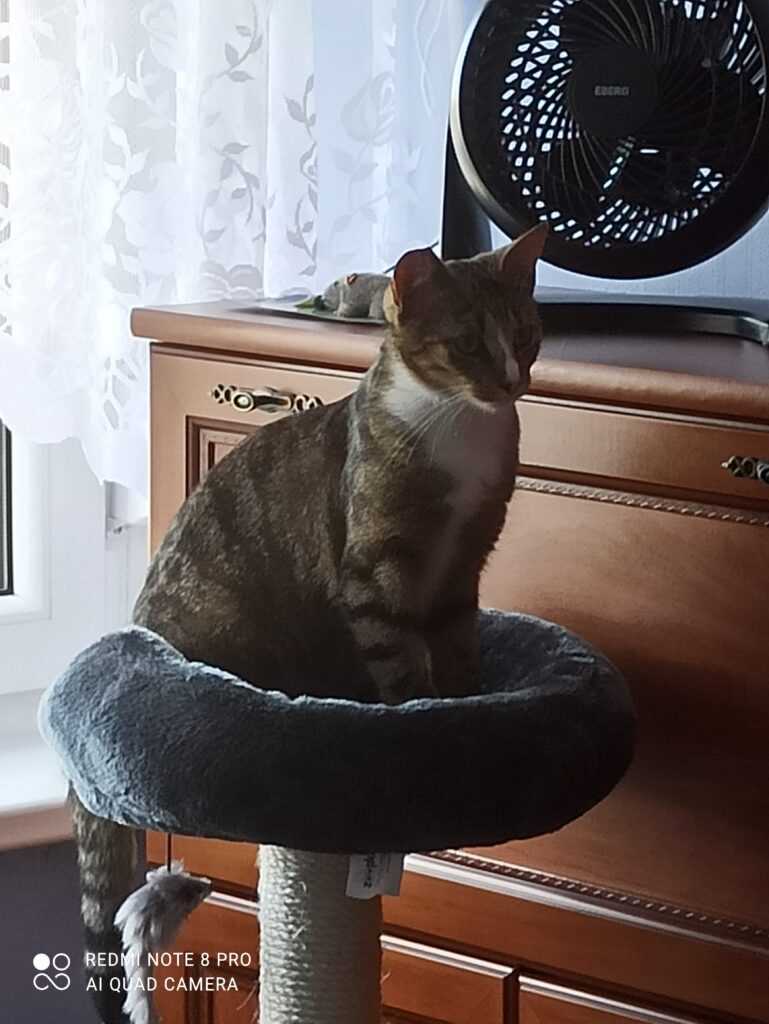 adoptowałam Zosię