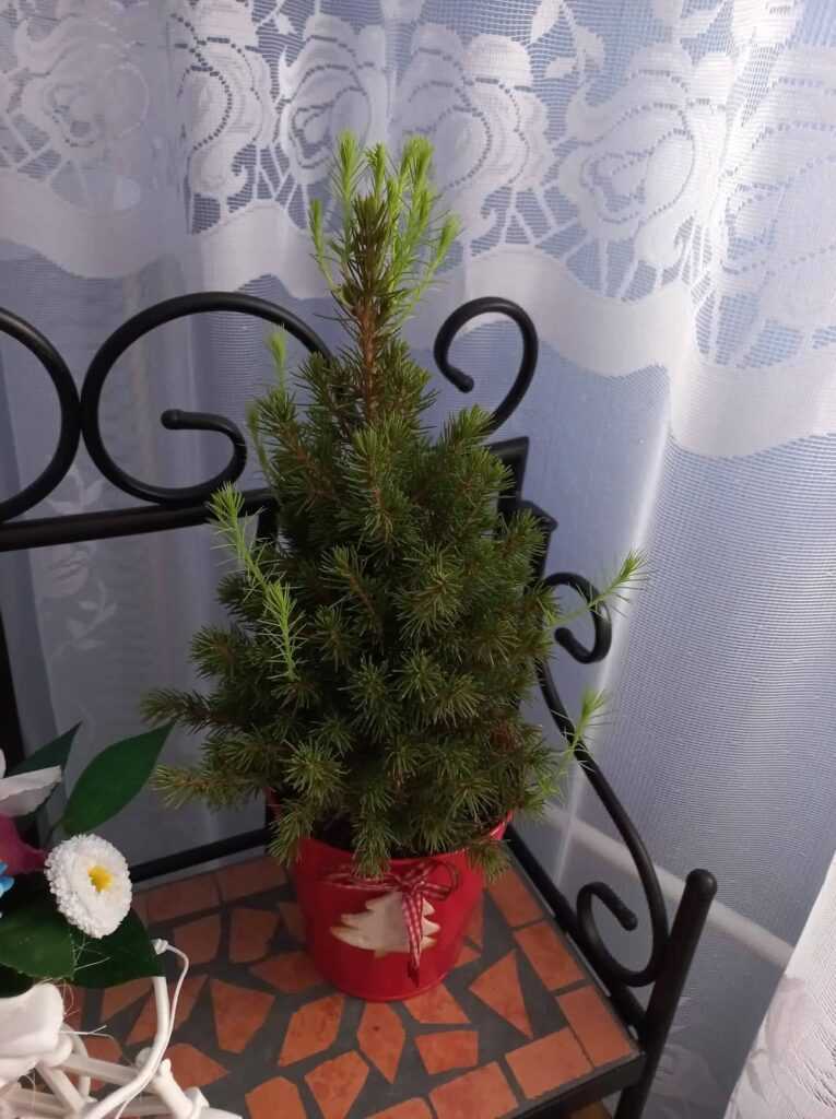Żywa choinka